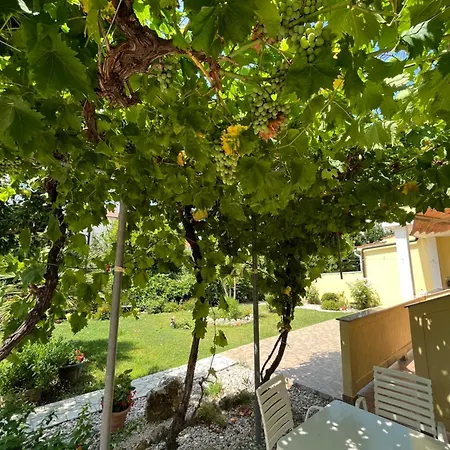 And Markovski Palit
