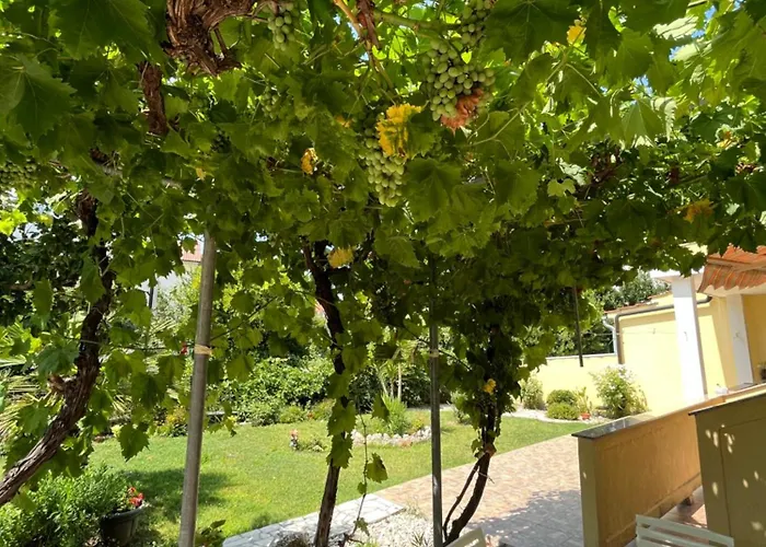 And Markovski Palit